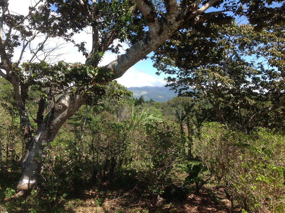 withdrawn Price Reduced! Beautiful Palmira Boquete Lot for Sale on Paved Road photo 4