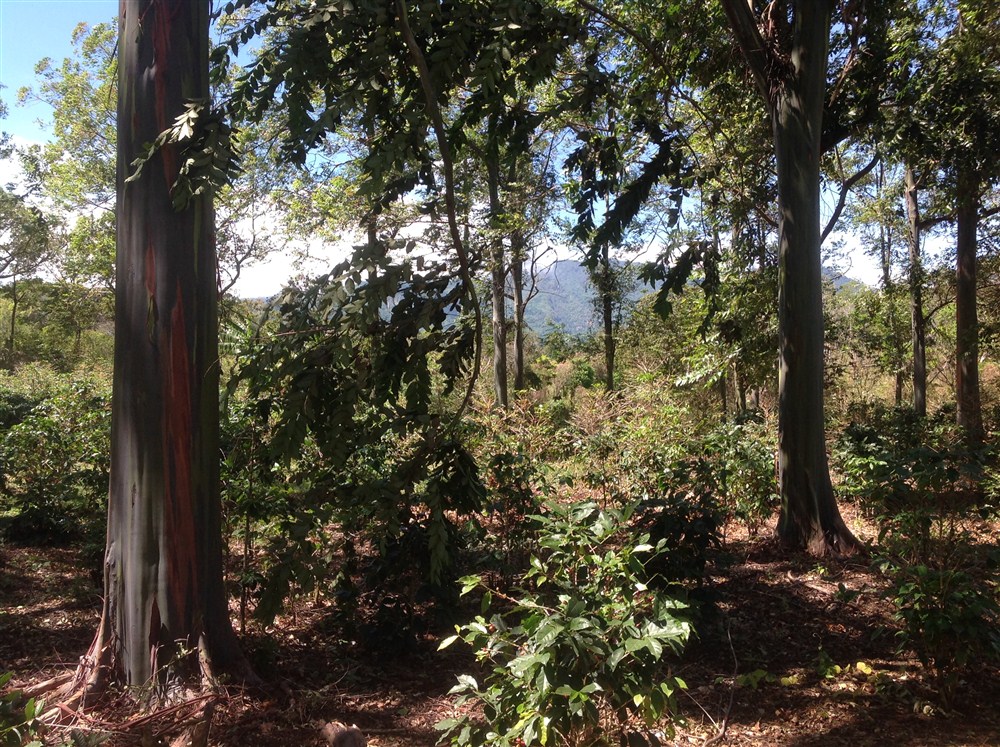 withdrawn Price Reduced! Beautiful Palmira Boquete Lot for Sale on Paved Road photo 6