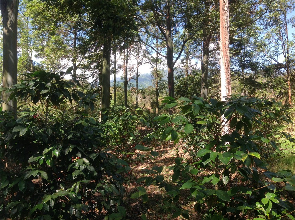 withdrawn Price Reduced! Beautiful Palmira Boquete Lot for Sale on Paved Road photo 9