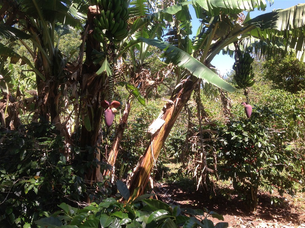 withdrawn Price Reduced! Beautiful Palmira Boquete Lot for Sale on Paved Road photo 10