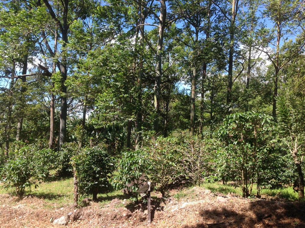 withdrawn Price Reduced! Beautiful Palmira Boquete Lot for Sale on Paved Road photo 11