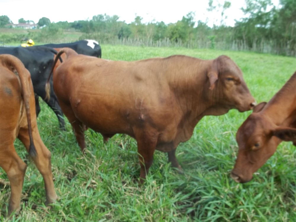 sold 25.75 Hectare Farm for Sale with 2 Houses and a Dairy Operation, Bordered by Two Rivers, Excellent income opportunity photo 3