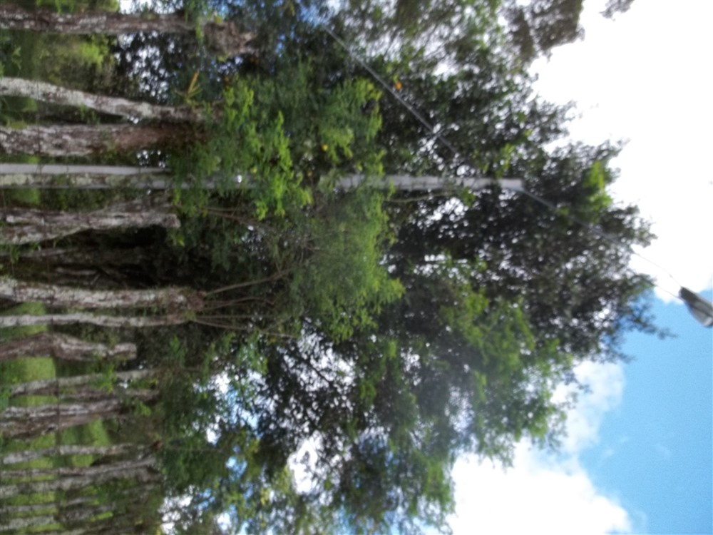 Over 17 Acres of Farm Land Near Volcan, David and Boquete Panama in Chiriqui Province For Sale - Water and Electricity - Agua y Electricidad photo 6