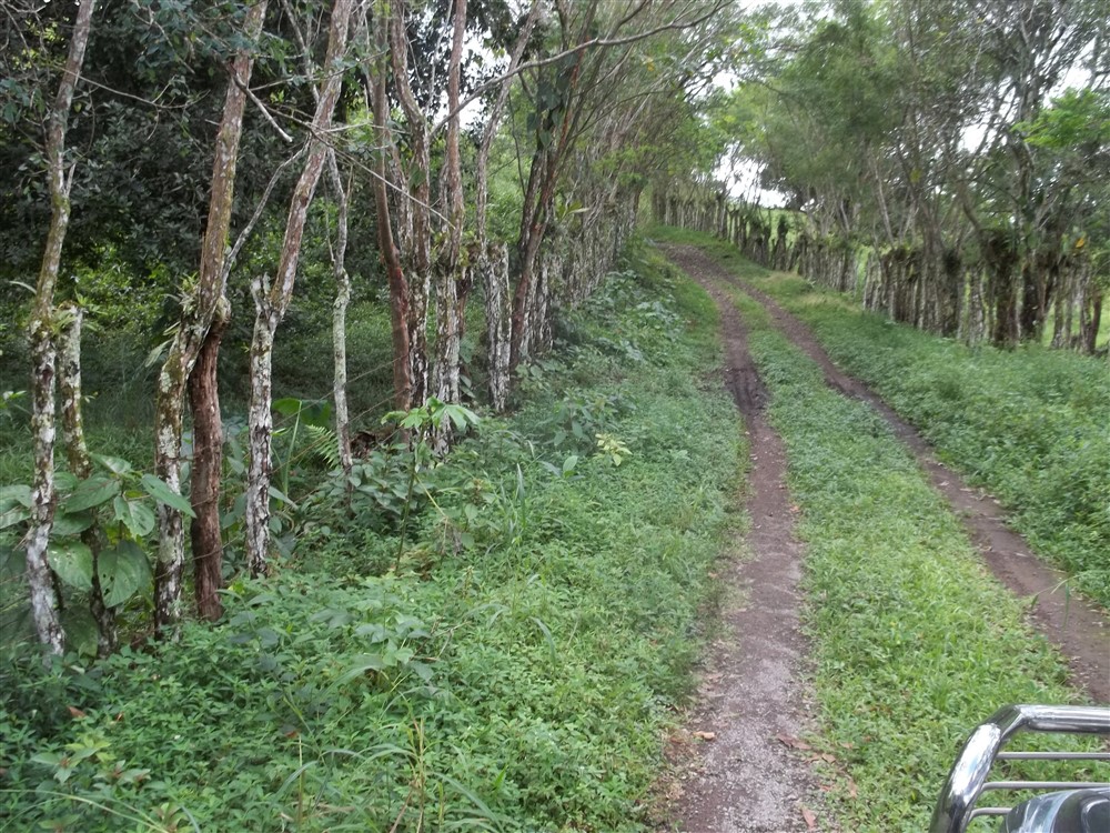 Over 17 Acres of Farm Land Near Volcan, David and Boquete Panama in Chiriqui Province For Sale - Water and Electricity - Agua y Electricidad photo 7