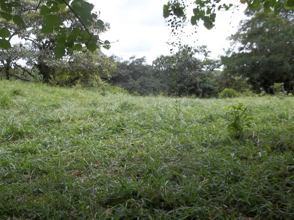 Over 17 Acres of Farm Land Near Volcan, David and Boquete Panama in Chiriqui Province For Sale - Water and Electricity - Agua y Electricidad photo 8
