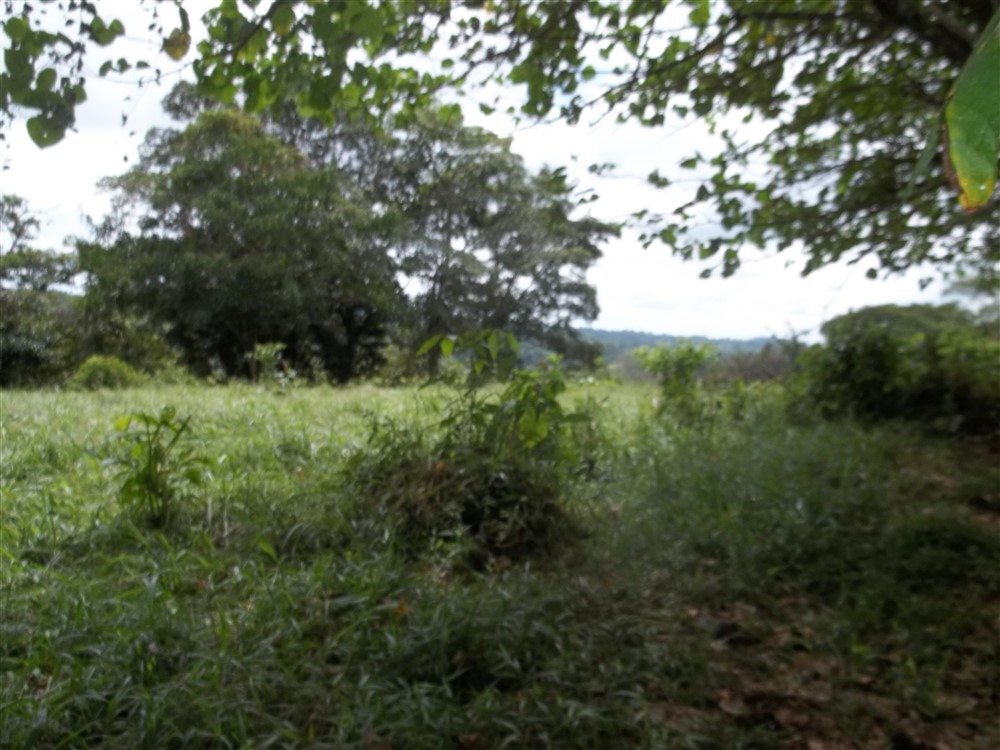 Over 17 Acres of Farm Land Near Volcan, David and Boquete Panama in Chiriqui Province For Sale - Water and Electricity - Agua y Electricidad photo 10