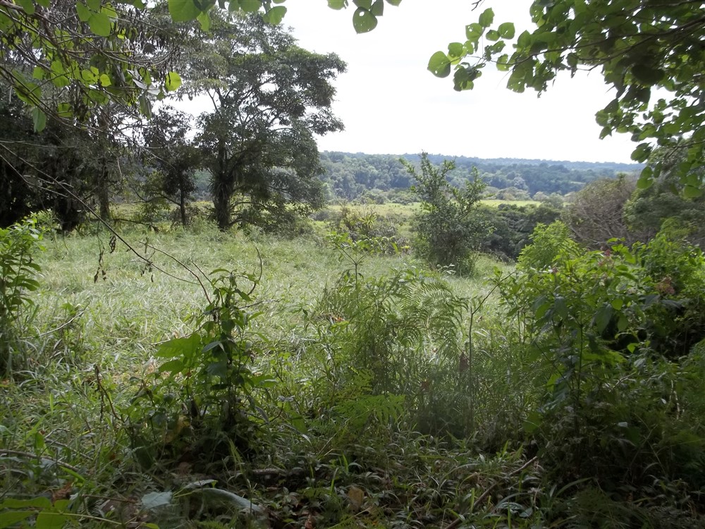 Over 17 Acres of Farm Land Near Volcan, David and Boquete Panama in Chiriqui Province For Sale - Water and Electricity - Agua y Electricidad photo 11