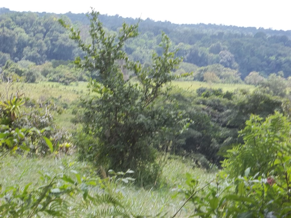 Over 17 Acres of Farm Land Near Volcan, David and Boquete Panama in Chiriqui Province For Sale - Water and Electricity - Agua y Electricidad photo 12