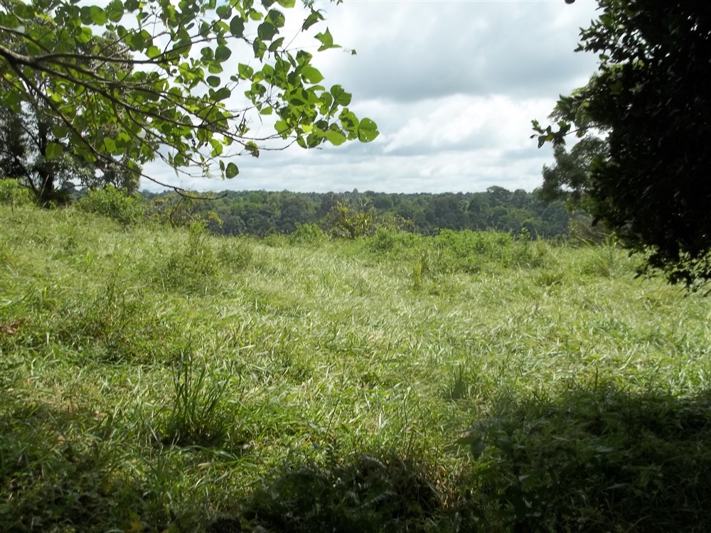 Over 17 Acres of Farm Land Near Volcan, David and Boquete Panama in Chiriqui Province For Sale - Water and Electricity - Agua y Electricidad photo 4