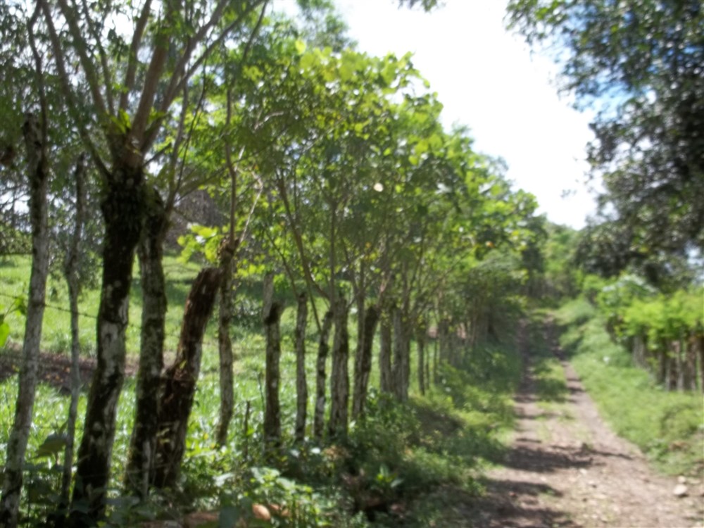 Over 17 Acres of Farm Land Near Volcan, David and Boquete Panama in Chiriqui Province For Sale - Water and Electricity - Agua y Electricidad photo 5