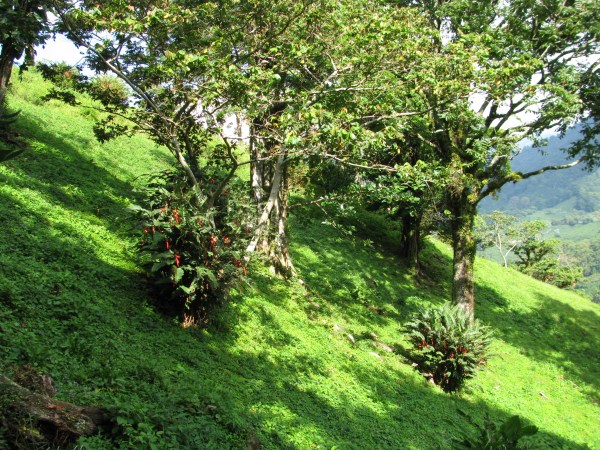 Top of the Springs Boquete Lot 11a – Al Tope de The Springs, Boquete Lote 11a photo 7