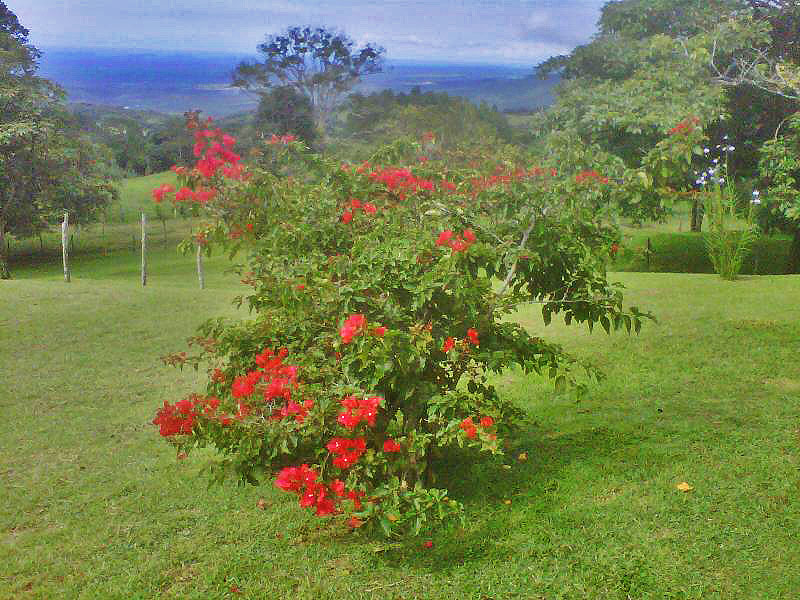 Withdrawn - Lot with Charming Cabin for Sale in La Estrella, Jaramillo, Boquete - Chose from Three Lots at Different Prices including One with a Cabin photo 10