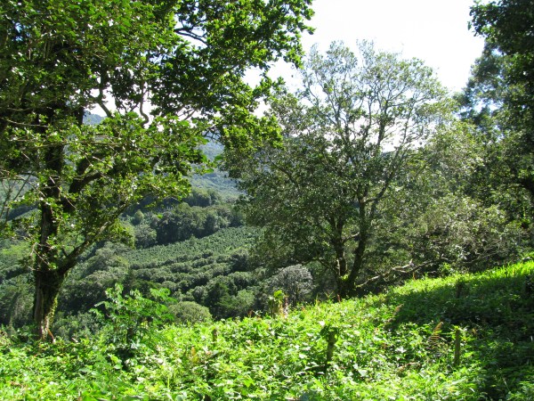Top of the Springs de Boquete Lot 10a
