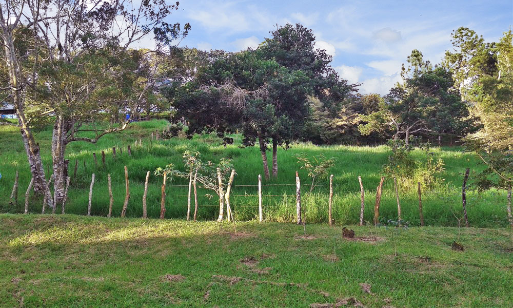 Withdrawn - Lot with Charming Cabin for Sale in La Estrella, Jaramillo, Boquete - Chose from Three Lots at Different Prices including One with a Cabin photo 6