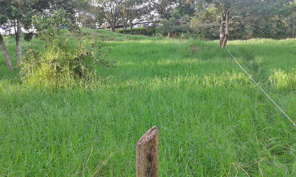 Withdrawn - Lot with Charming Cabin for Sale in La Estrella, Jaramillo, Boquete - Chose from Three Lots at Different Prices including One with a Cabin photo 7