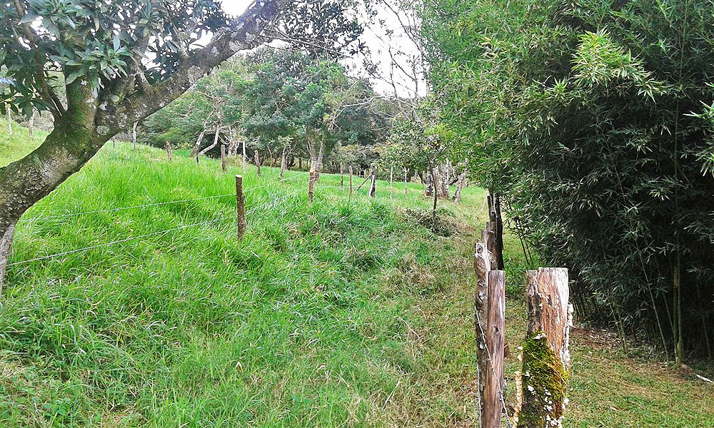 Withdrawn - Lot with Charming Cabin for Sale in La Estrella, Jaramillo, Boquete - Chose from Three Lots at Different Prices including One with a Cabin photo 8