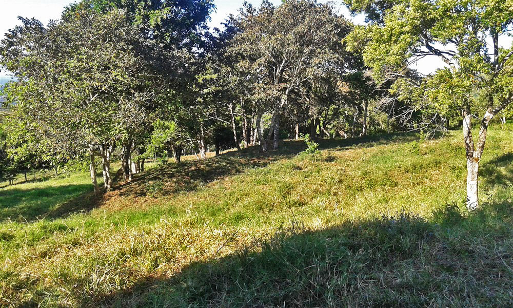 Withdrawn - Lot with Charming Cabin for Sale in La Estrella, Jaramillo, Boquete - Chose from Three Lots at Different Prices including One with a Cabin photo 9