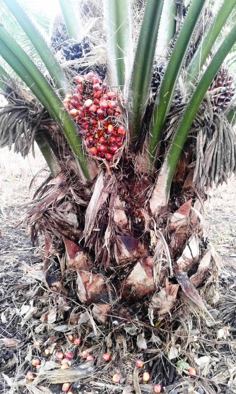 withdrawn Palm Oil Farm for Sale in Poised to Grow Puerto Armuelles, Chiriquí Province, Panama – Owner Financing Available photo 3