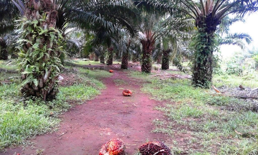 withdrawn Palm Oil Farm for Sale in Poised to Grow Puerto Armuelles, Chiriquí Province, Panama – Owner Financing Available