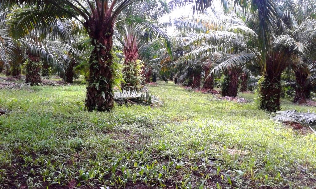 withdrawn Palm Oil Farm for Sale in Poised to Grow Puerto Armuelles, Chiriquí Province, Panama – Owner Financing Available photo 4