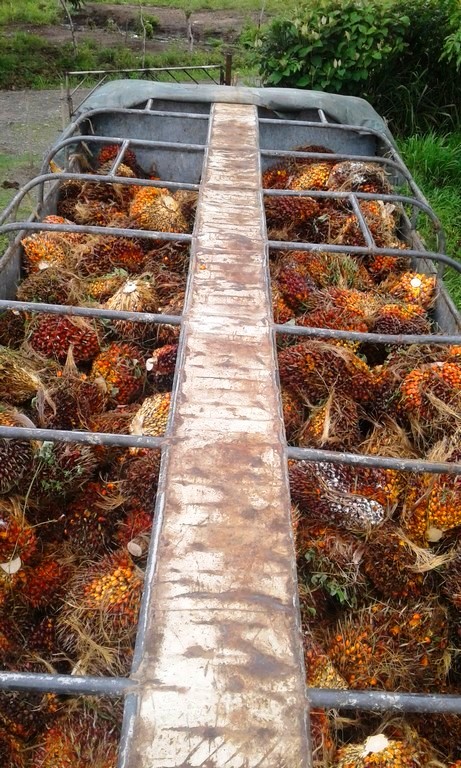 withdrawn Palm Oil Farm for Sale in Poised to Grow Puerto Armuelles, Chiriquí Province, Panama – Owner Financing Available photo 5