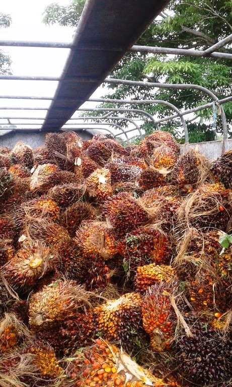 withdrawn Palm Oil Farm for Sale in Poised to Grow Puerto Armuelles, Chiriquí Province, Panama – Owner Financing Available photo 6