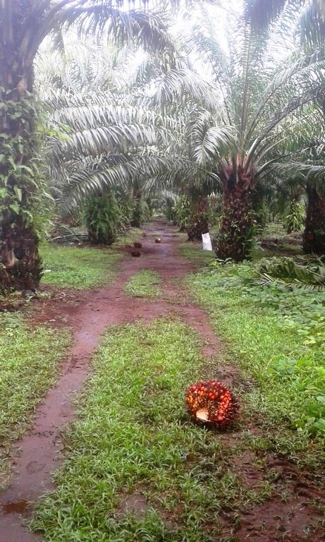 withdrawn Palm Oil Farm for Sale in Poised to Grow Puerto Armuelles, Chiriquí Province, Panama – Owner Financing Available photo 7