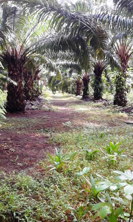 withdrawn Palm Oil Farm for Sale in Poised to Grow Puerto Armuelles, Chiriquí Province, Panama – Owner Financing Available photo 8