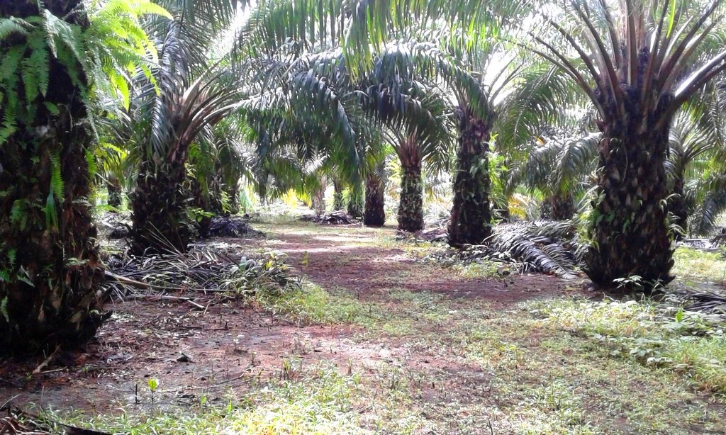 withdrawn Palm Oil Farm for Sale in Poised to Grow Puerto Armuelles, Chiriquí Province, Panama – Owner Financing Available photo 9