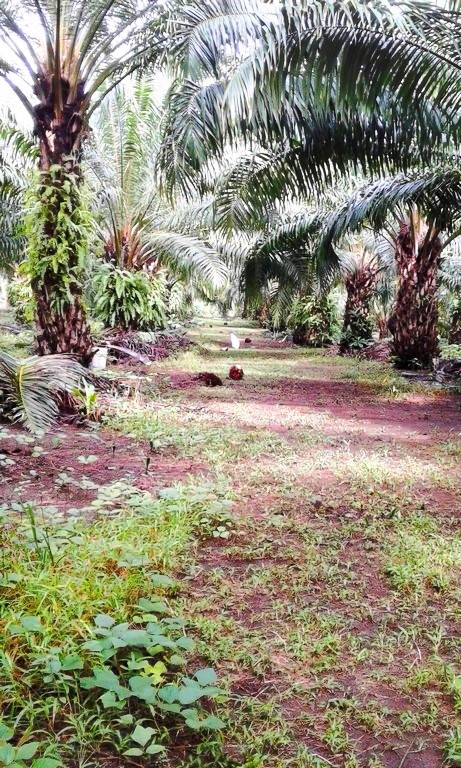 withdrawn Palm Oil Farm for Sale in Poised to Grow Puerto Armuelles, Chiriquí Province, Panama – Owner Financing Available photo 10