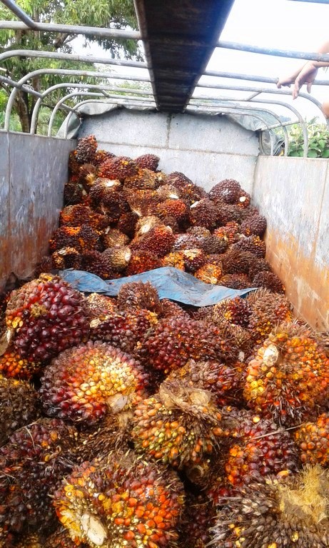 withdrawn Palm Oil Farm for Sale in Poised to Grow Puerto Armuelles, Chiriquí Province, Panama – Owner Financing Available photo 11