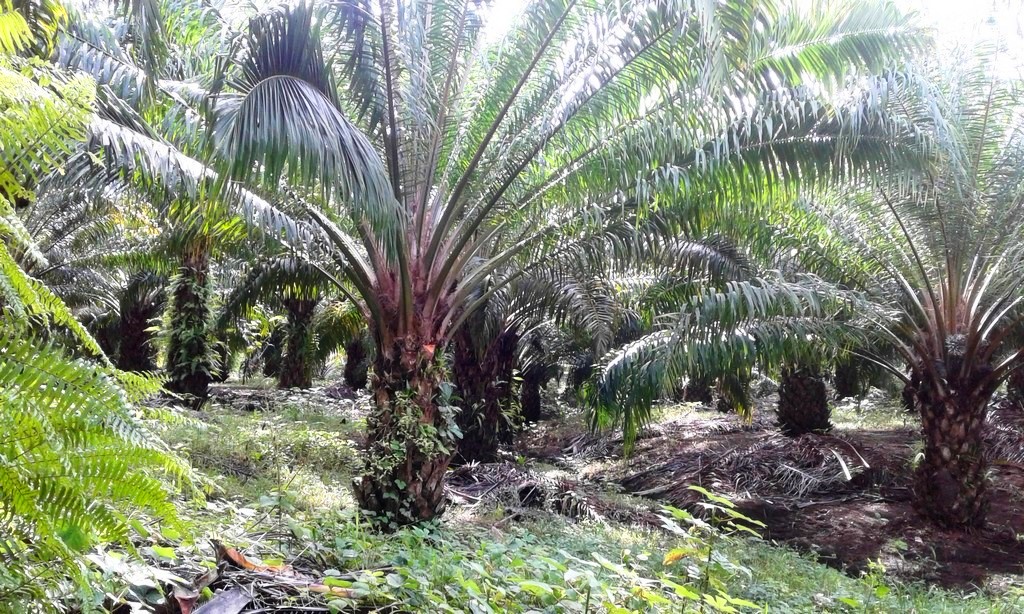 withdrawn Palm Oil Farm for Sale in Poised to Grow Puerto Armuelles, Chiriquí Province, Panama – Owner Financing Available photo 2