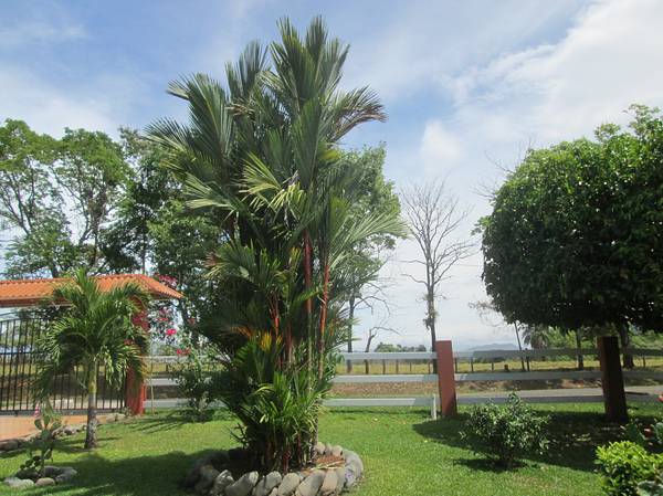 sold Large 5BD House plus Swimming Pool near Boquete & David photo 5