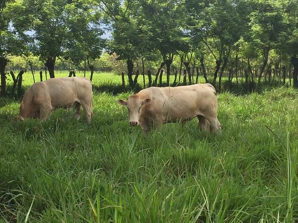 withdrawn An Impressive Huge Farm in Chiriqui near Boquete & David plus House & Infrastructure photo 11