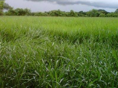 withdrawn An Impressive Huge Farm in Chiriqui near Boquete & David plus House & Infrastructure photo 12