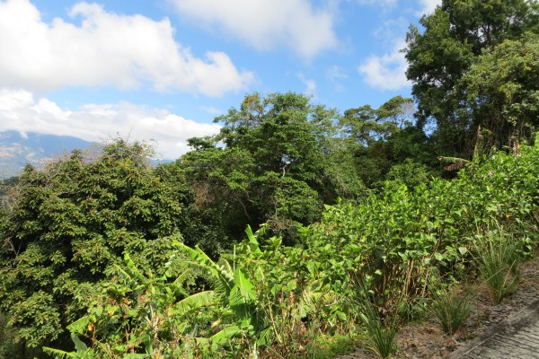 partly sold 3.6 Acres Jaramillo Boquete Top of the Loop Home Site plus Guest House – Reduced photo 6
