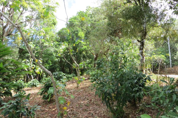 partly sold 3.6 Acres Jaramillo Boquete Top of the Loop Home Site plus Guest House – Reduced photo 2