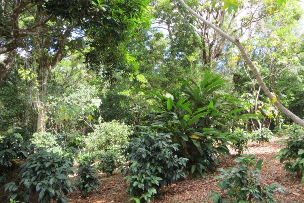 partly sold 3.6 Acres Jaramillo Boquete Top of the Loop Home Site plus Guest House – Reduced photo 3