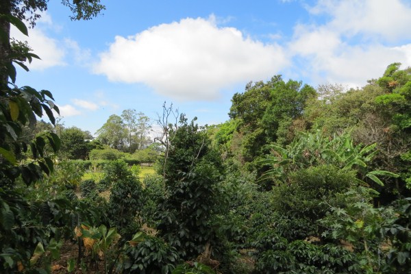 partly sold 3.6 Acres Jaramillo Boquete Top of the Loop Home Site plus Guest House – Reduced photo 4