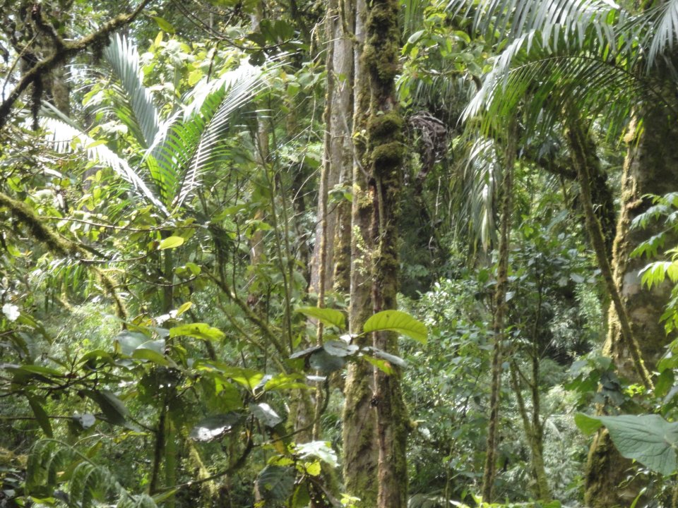 withdrawn Bocas 28 Acres on Ocean with Sandy Beach & River photo 3
