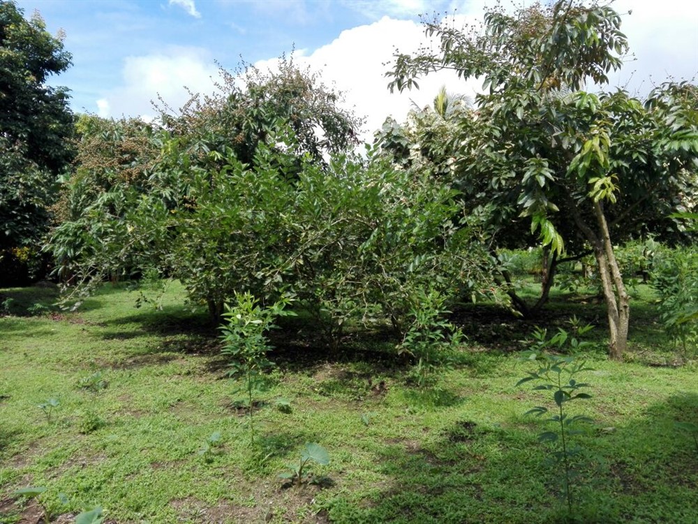 House & Guest House on 4 Hectares (10 Acres) For Sale Near David, Panama photo 8