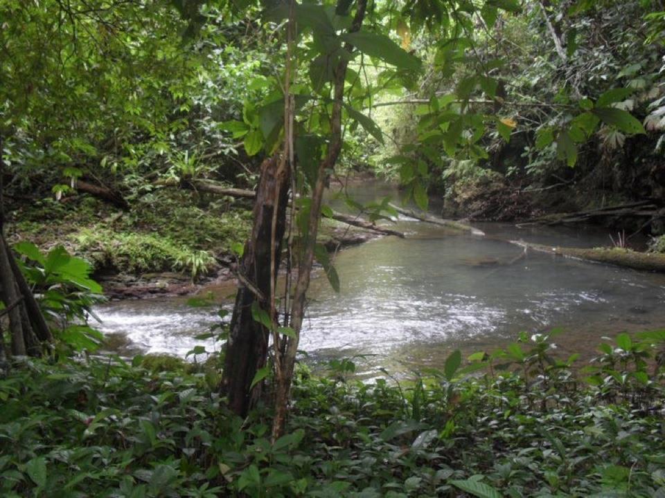 withdrawn Bocas 28 Acres on Ocean with Sandy Beach & River photo 5