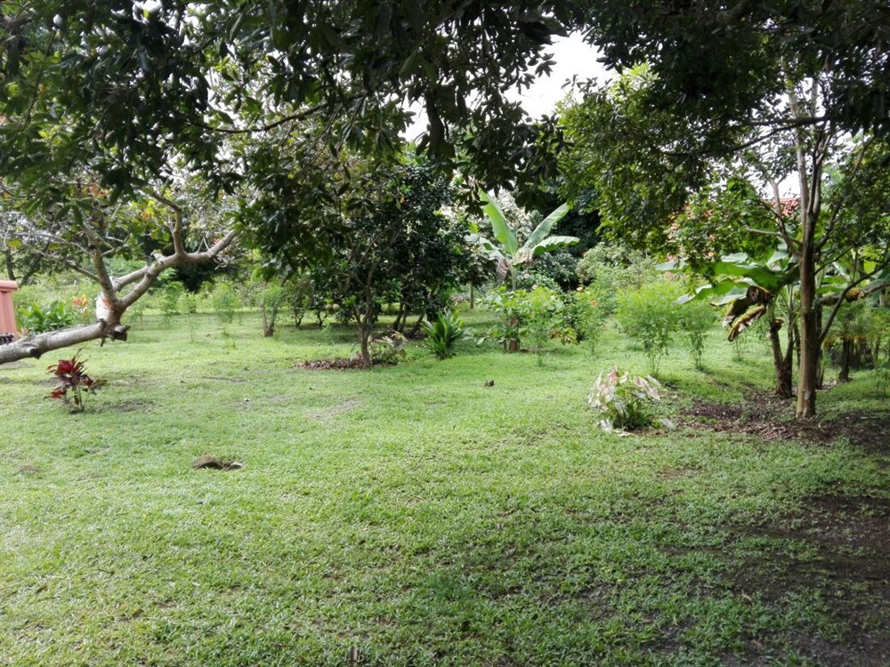 House & Guest House on 4 Hectares (10 Acres) For Sale Near David, Panama photo 7