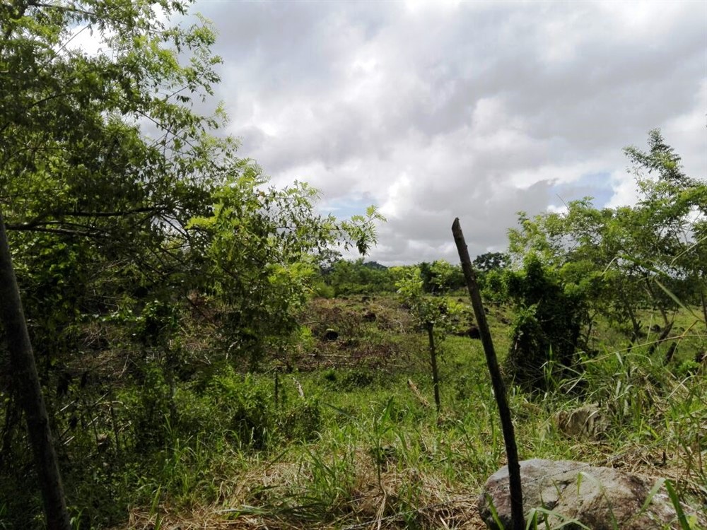 House & Guest House on 4 Hectares (10 Acres) For Sale Near David, Panama photo 5