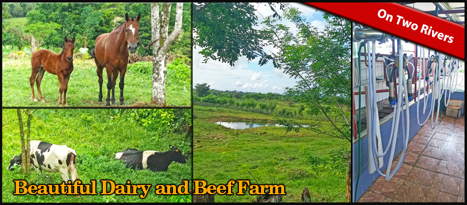 sold 25.75 Hectare Farm for Sale with 2 Houses and a Dairy Operation, Bordered by Two Rivers, Excellent income opportunity