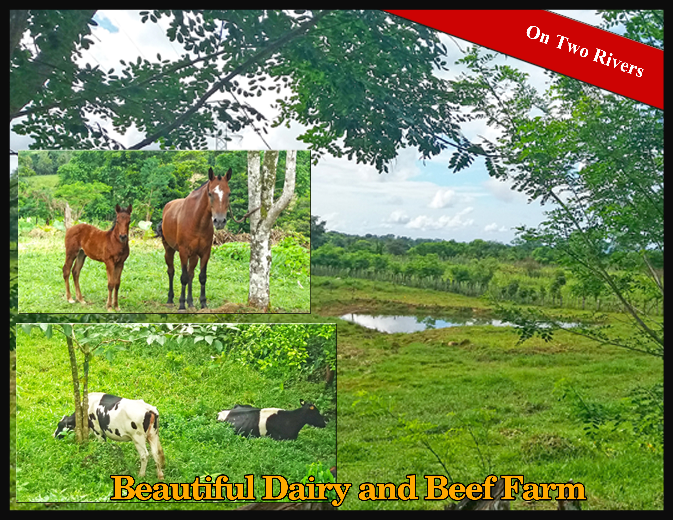 sold 25.75 Hectare Farm for Sale with 2 Houses and a Dairy Operation, Bordered by Two Rivers, Excellent income opportunity photo 2