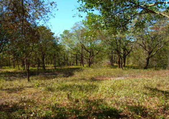 Sold part said off the market 18 Hectares in Potrerillos Arriba, Panama