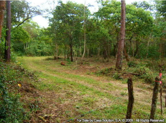 Sold part said off the market 18 Hectares in Potrerillos Arriba, Panama photo 3