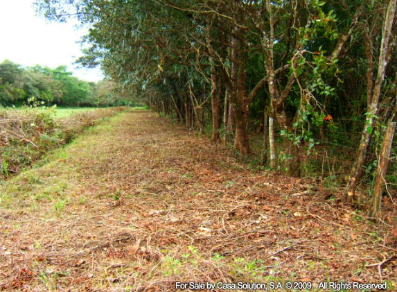 Sold part said off the market 18 Hectares in Potrerillos Arriba, Panama photo 4
