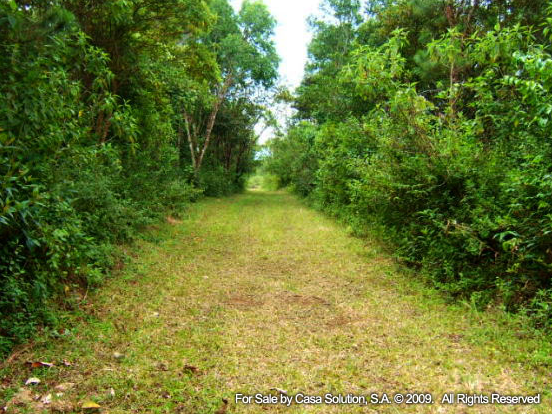 Sold part said off the market 18 Hectares in Potrerillos Arriba, Panama photo 9